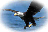 eagle